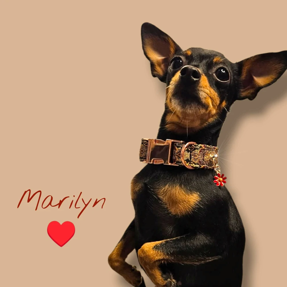 Golden Orient – Luxusní černo-zlatý žakárový obojek s červeným květem