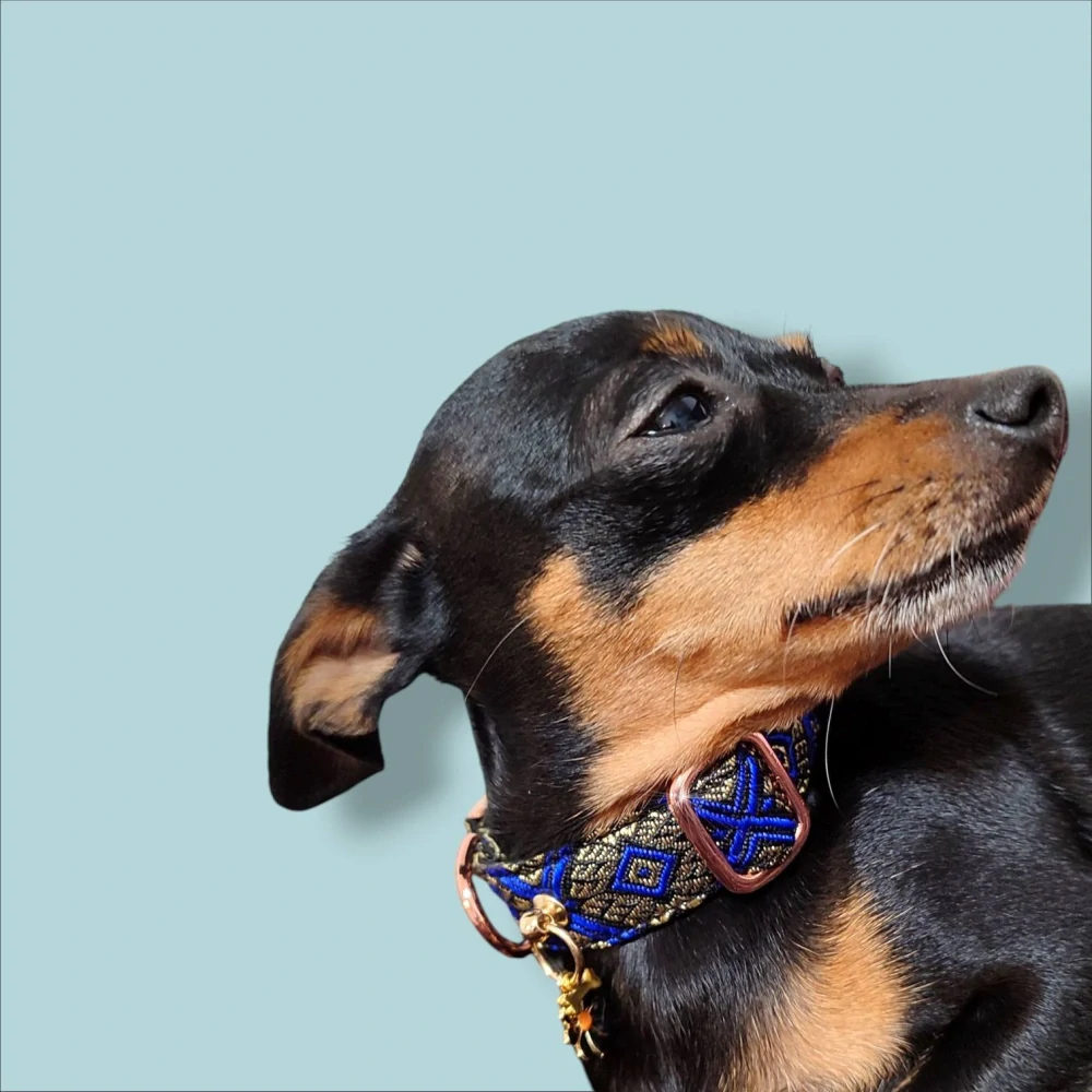 Royal Sapphire – Luxusní královsky modrý žakárový obojek se zlatou