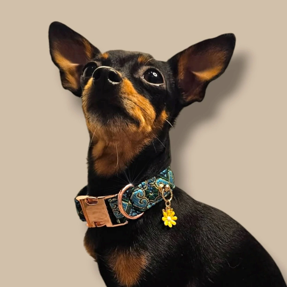 Žakárový skvost "Azure Flower" – obojek pro malé pejsky